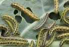 Wedderburn NSWgarden-pests-and-diseases-6.jpg; ?>